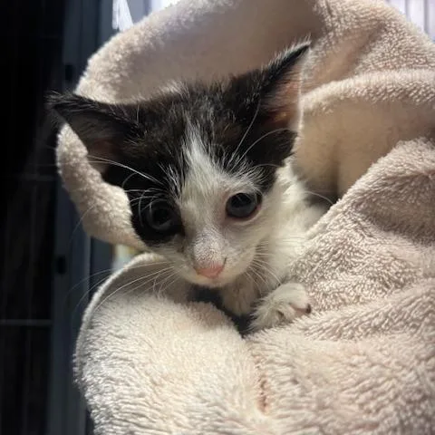 A baby small-sized male Black Domestic Short Hair cat named Firecrackers for adoption in Mooresville, NC