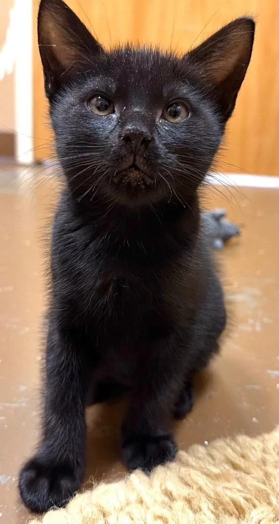 A baby small-sized female Domestic Short Hair cat named Ventress for adoption in Ocala, FL