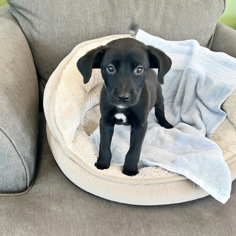 A baby medium-sized male Black Labrador Retriever dog named Rocky for adoption in Flower Mound, TX