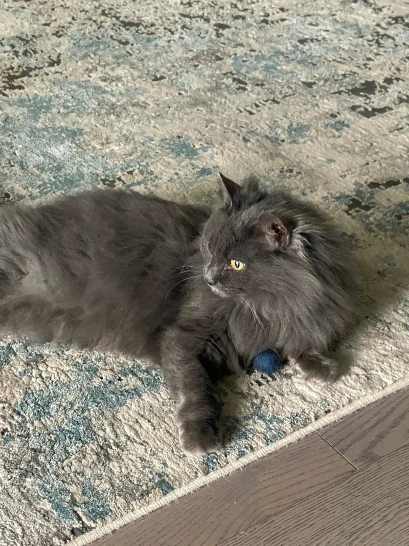 An adult medium-sized female Gray / Blue / Silver British Longhair cat named Nayla for adoption in New York, NY