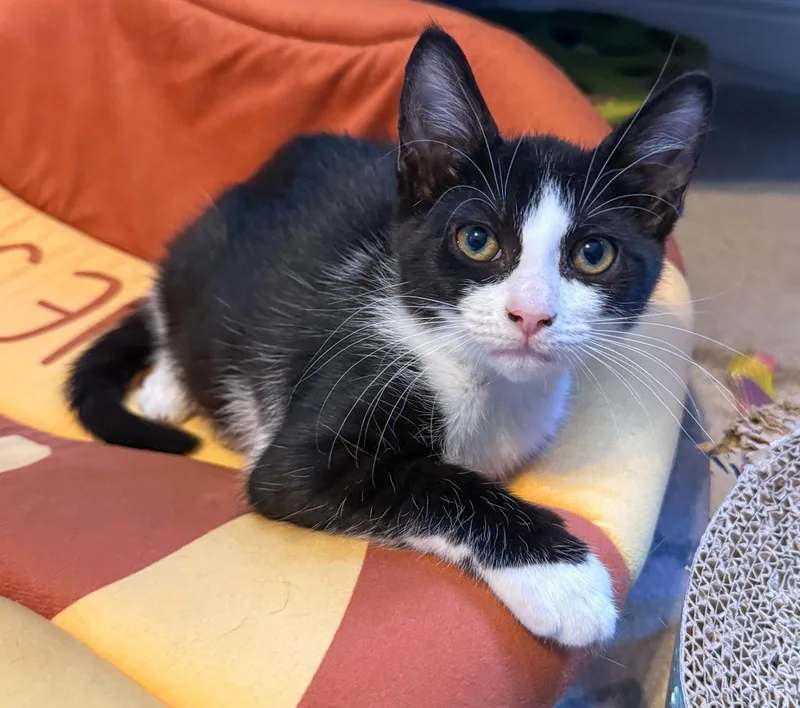 A baby medium-sized female Black & White / Tuxedo Domestic Short Hair cat named Parmida for adoption in Lighthouse Point, FL