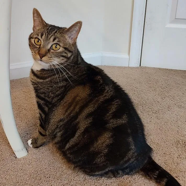 An adult extra large-sized female Brown / Chocolate Domestic Short Hair cat named Ping Pong for adoption in Fairfax Station, VA