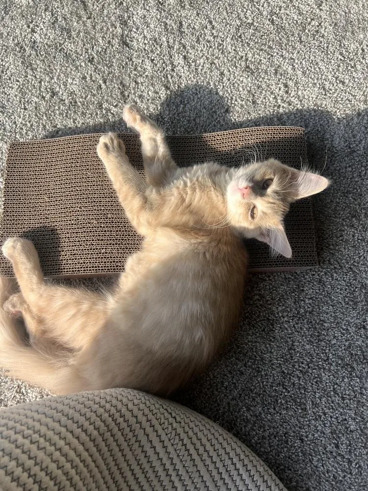 A baby medium-sized male Domestic Medium Hair cat named Colby Jack for adoption in Ferndale, MI
