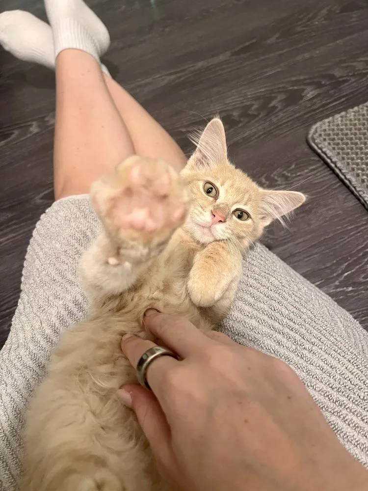 Colby Jack thumbnail 2