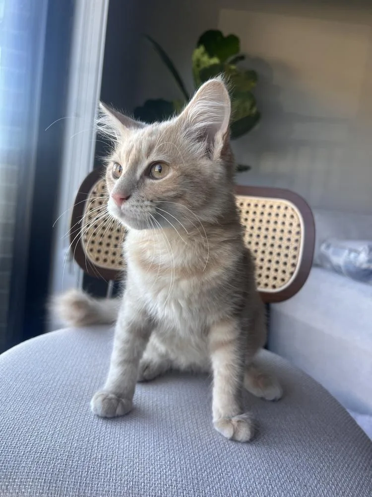 Colby Jack thumbnail 3