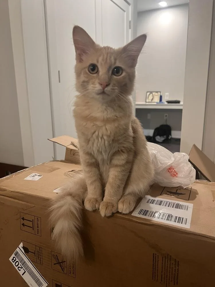 Colby Jack thumbnail 4