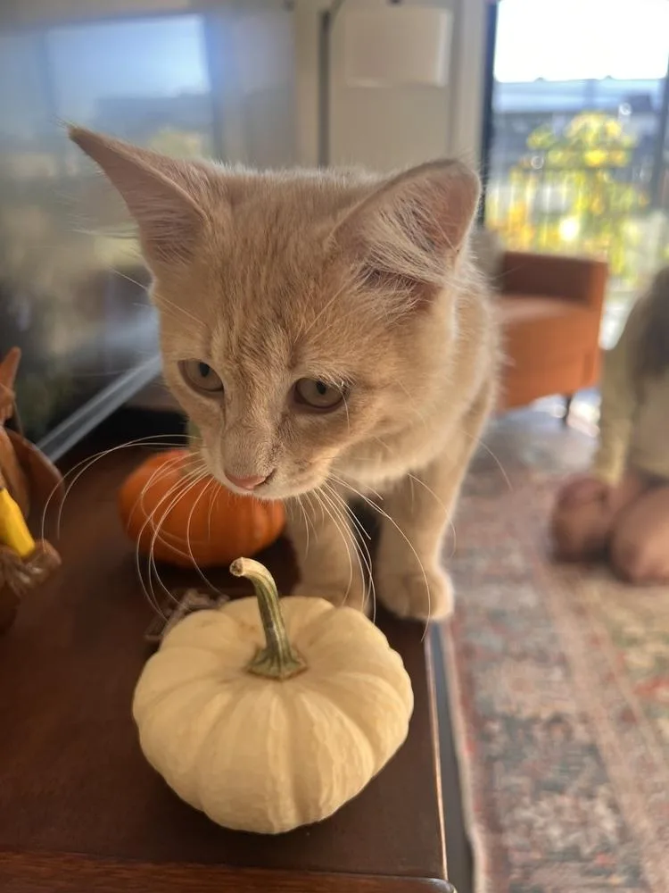 Colby Jack thumbnail 6