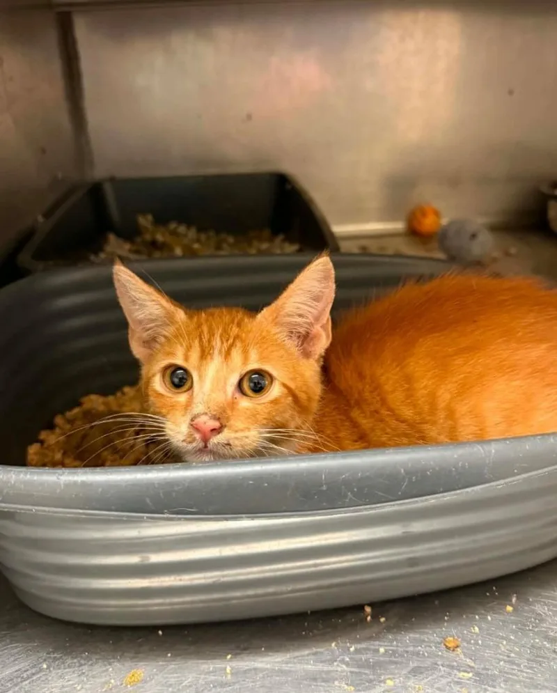 A baby small-sized male Domestic Short Hair cat named Benny for adoption in Bossier City, LA