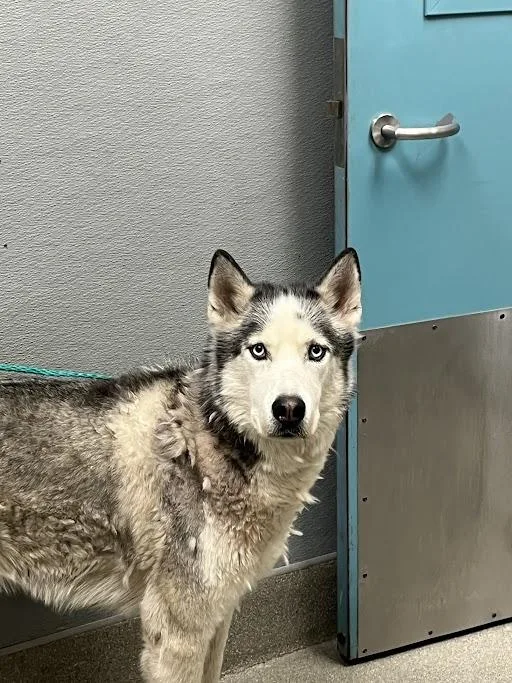An adult large-sized male Siberian Husky dog named Thor for adoption in Las Vegas, NV