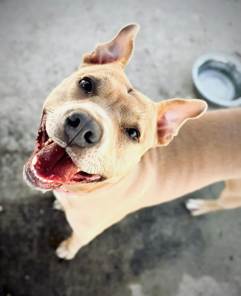 An adult large-sized female Yellow / Tan / Blond / Fawn Pit Bull Terrier dog named Nyla for adoption in Amityville, NY