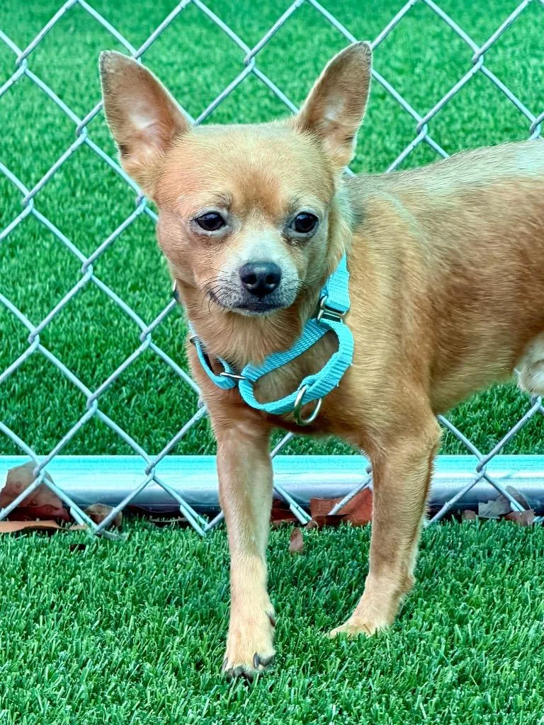An adult small-sized male Chihuahua dog named Moore for adoption in Cape Coral, FL