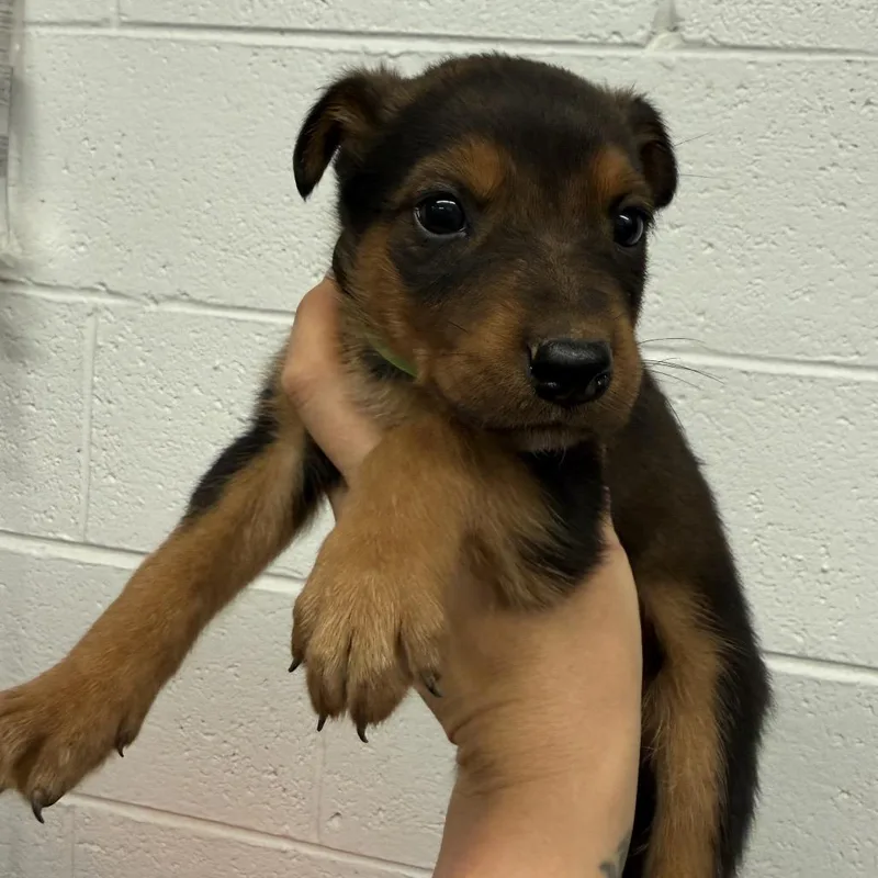 A baby small-sized female Sable Dutch Shepherd dog named Halley for adoption in Evensville, TN