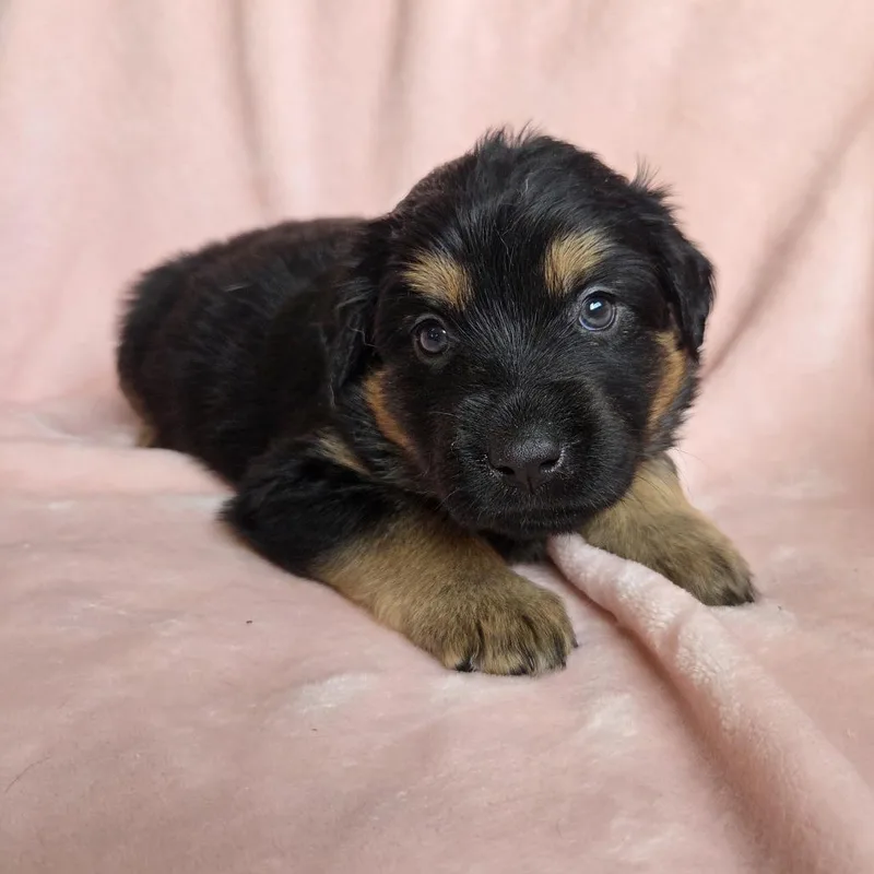 A baby medium-sized male Black Shepherd dog named Gregory for adoption in Chattanooga, TN