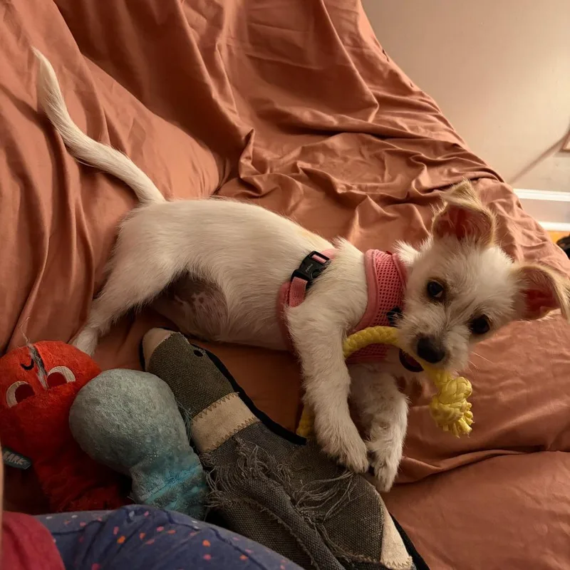 A baby small-sized female White / Cream Terrier dog named Elsa for adoption in Raleigh, NC