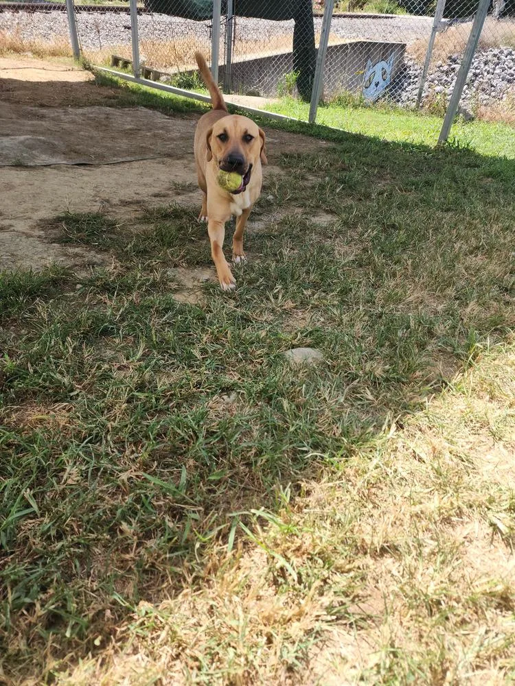 An adult large-sized female White / Cream Mixed Breed dog named Jasmine Faye for adoption in Evansville, IN
