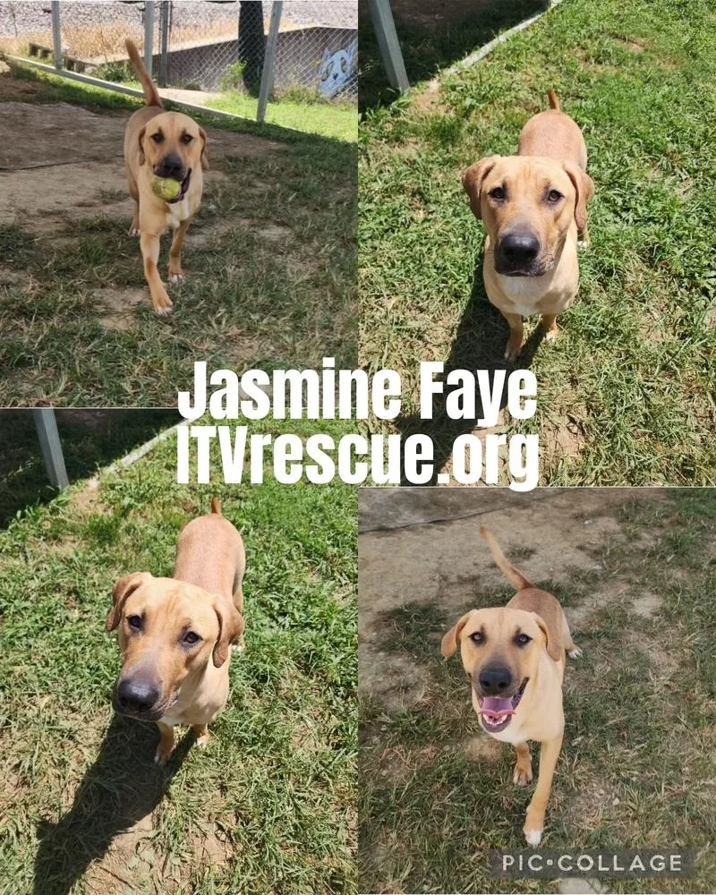 Jasmine Faye thumbnail 6