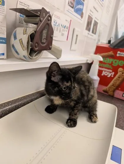 An adult small-sized female Domestic Short Hair cat named Bluebell for adoption in South Bend, IN