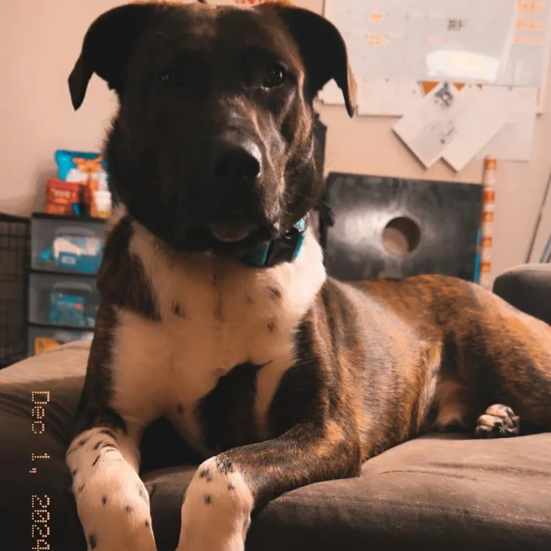 An adult large-sized male Dalmatian dog named Anakin for adoption in Maryville, TN