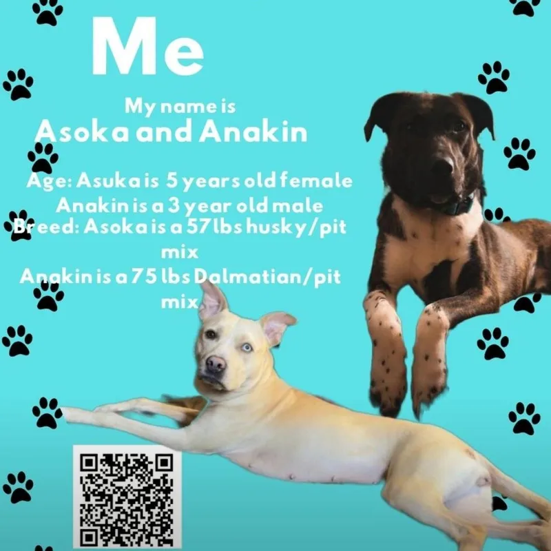 Anakin thumbnail 2