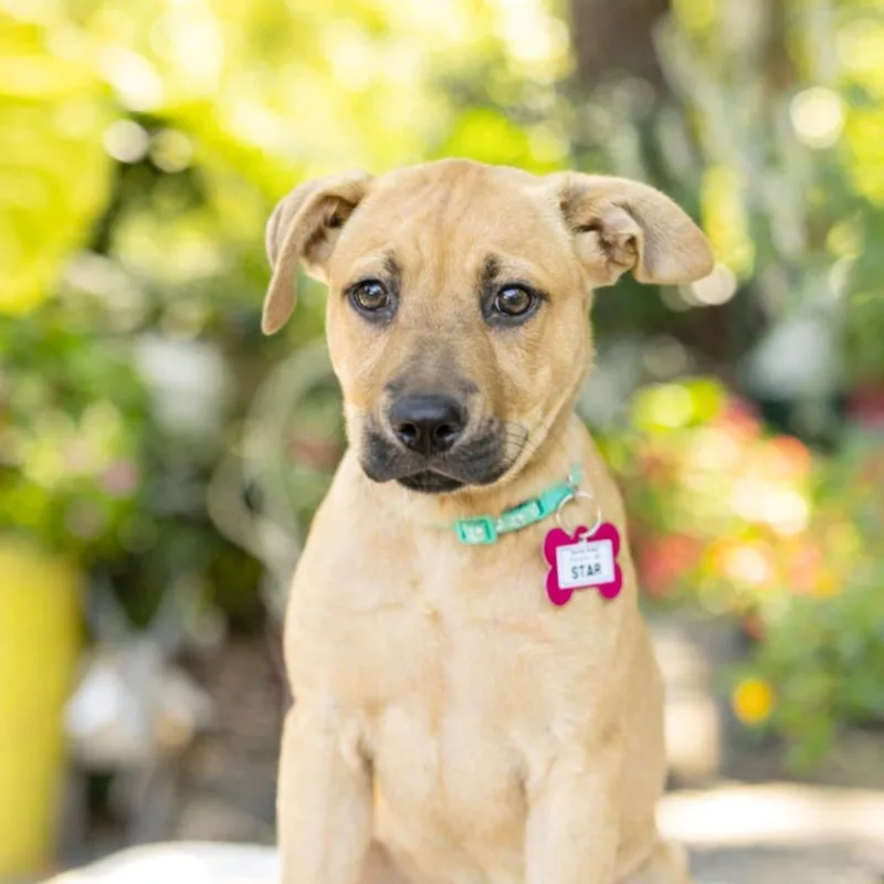 A baby small-sized female Yellow / Tan / Blond / Fawn Shepherd dog named Star for adoption in Wake Forest, NC