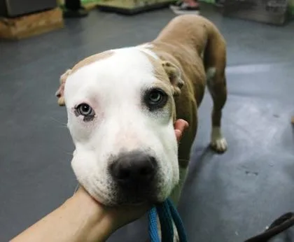 A young medium-sized female Terrier dog named Inky for adoption in Picayune, MS