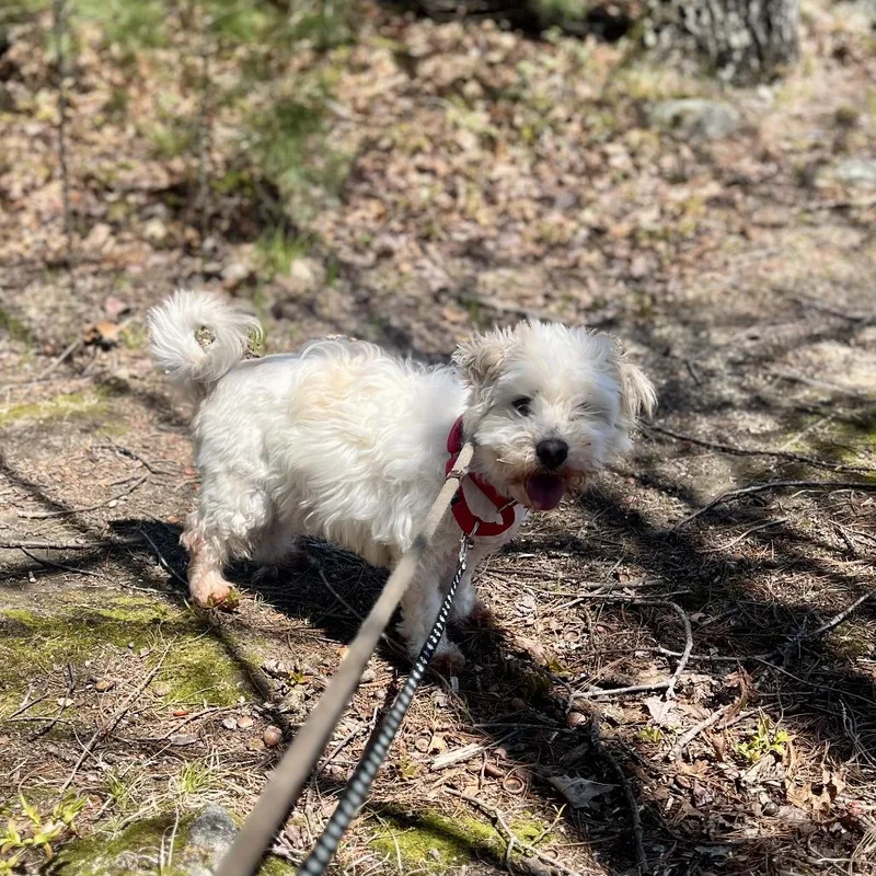 A senior small-sized male White / Cream Mixed Breed dog named Paul Mitchell for adoption in Bedford, NH