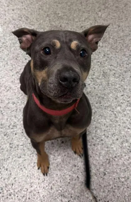 An adult large-sized male Gray / Blue / Silver Pit Bull Terrier dog named Bongo for adoption in Kansas City, MO