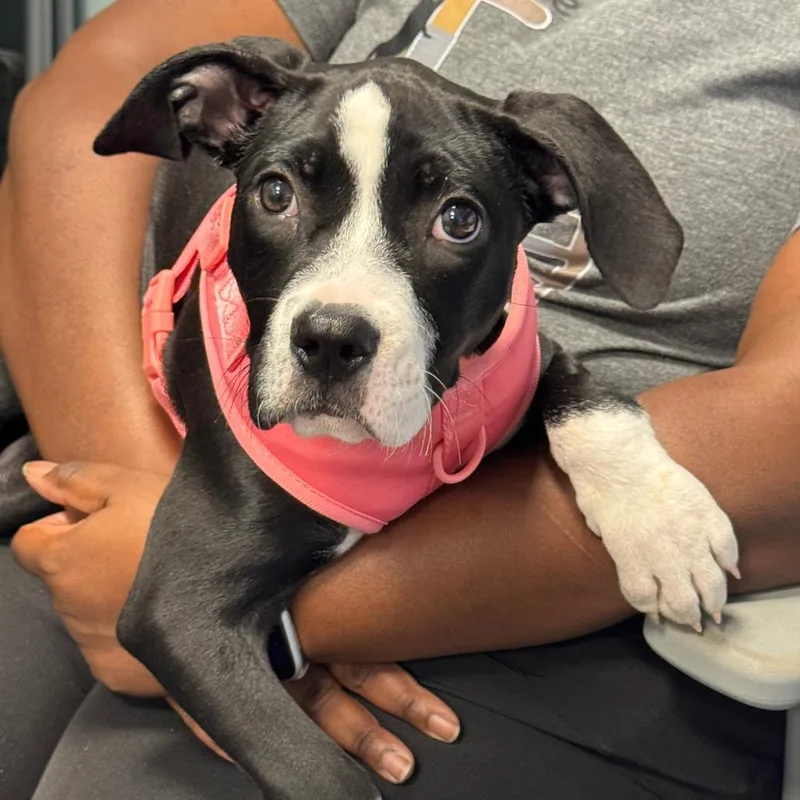 A young medium-sized female American Bulldog dog named Elsie "Roxy" for adoption in Greensboro, NC