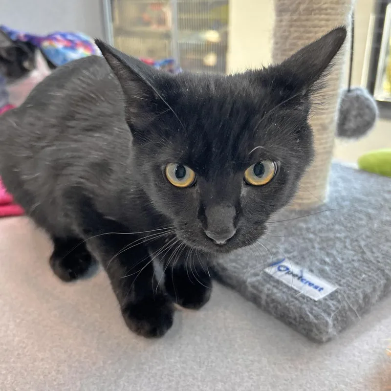 An adult large-sized male Black Domestic Short Hair cat named Albert for adoption in Hailey, ID