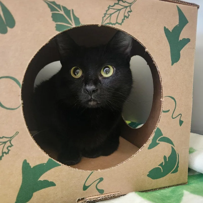 An adult medium-sized female Black Domestic Short Hair cat named Tokyo for adoption in Saint Charles, MO