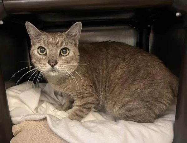 Dapper Dan thumbnail 2