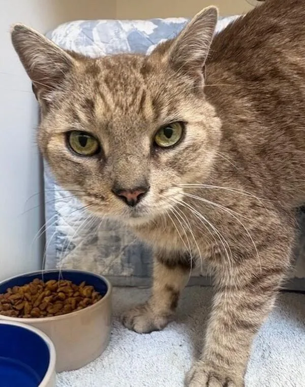 Dapper Dan thumbnail 3