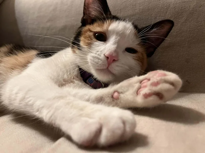 An adult medium-sized female Calico Domestic Short Hair cat named Bird for adoption in Overland Park, KS