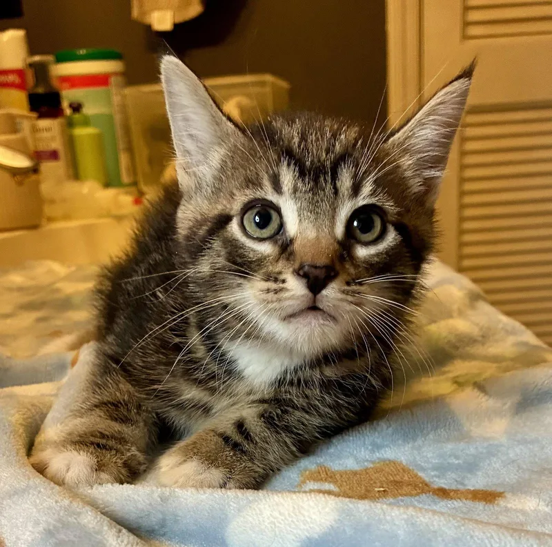A baby small-sized male Domestic Short Hair cat named Callisto for adoption in Lexington, SC
