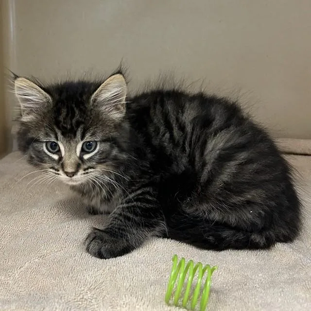 A baby small-sized male Domestic Long Hair cat named Sonic for adoption in Lincolnton, NC