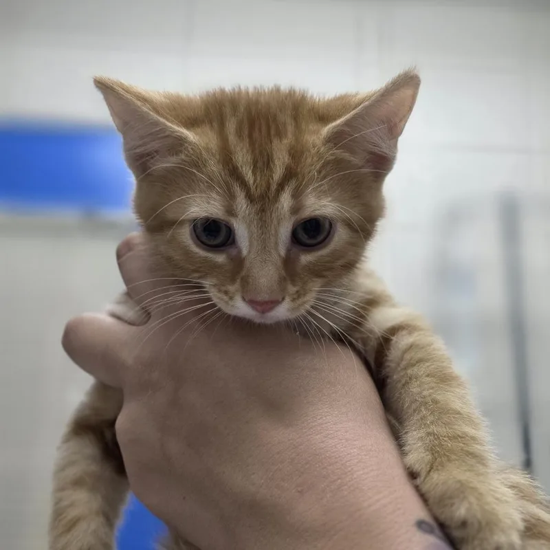 A baby small-sized female Orange / Red Domestic Short Hair cat named Olivia for adoption in Huntsville, AL