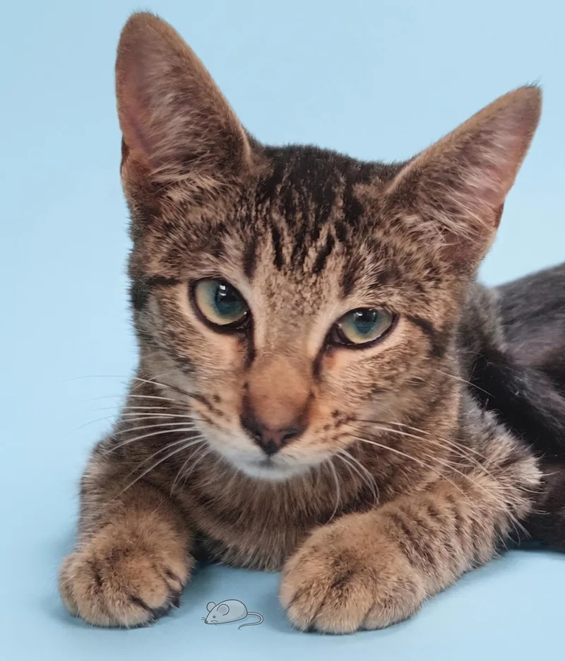 A baby small-sized female Domestic Short Hair cat named Darla for adoption in Los Angeles, CA