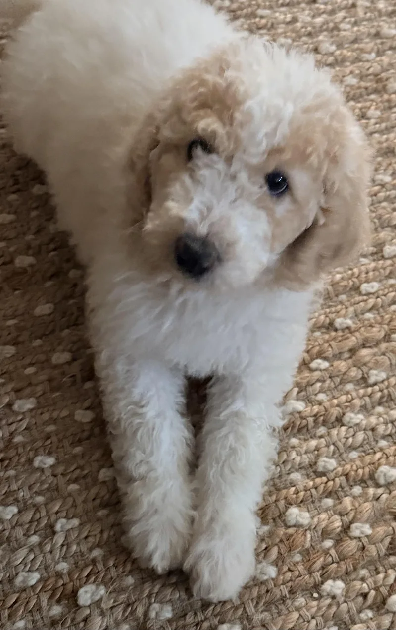 Sophie