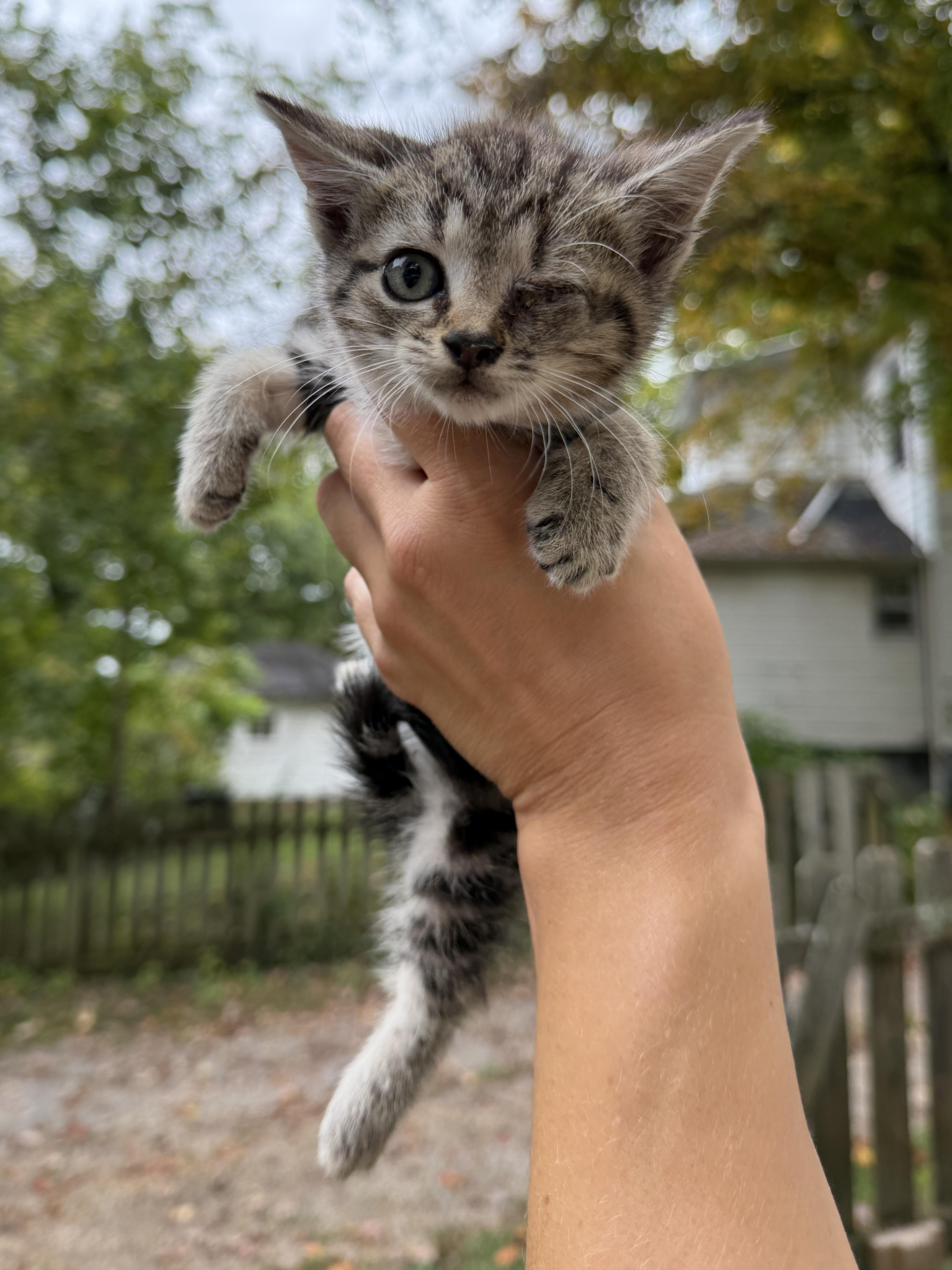 A baby medium-sized female Tabby (Brown / Chocolate) Domestic Short Hair cat named Pippet for adoption in Johnson City, TN