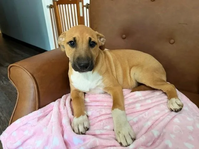 A baby medium-sized female Yellow / Tan / Blond / Fawn Boxer dog named Maddie Mojito for adoption in Andover, MA