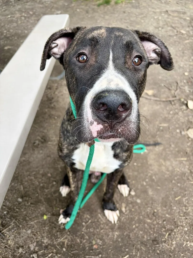 An adult large-sized male Brindle Mastiff dog named Showpony for adoption in Chicago, IL