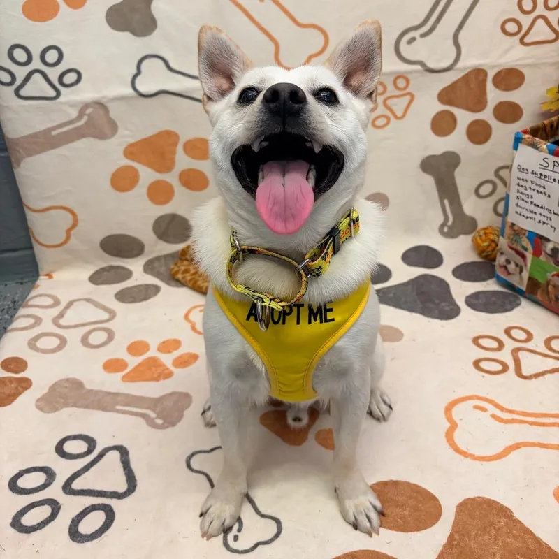 Vinnie