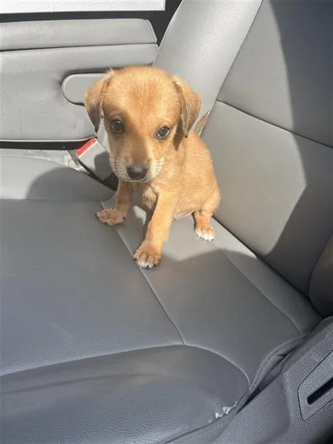 A baby medium-sized male Labrador Retriever dog named A for adoption in Houston, TX