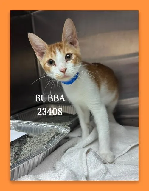 A young small-sized male Orange & White Domestic Short Hair cat named Bubba for adoption in Marietta, GA