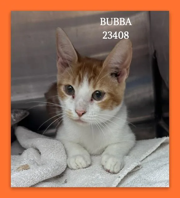 Bubba thumbnail 2