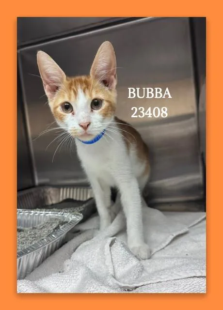 Bubba thumbnail 3