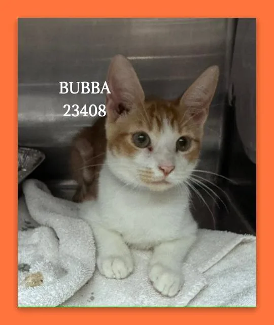 Bubba thumbnail 4