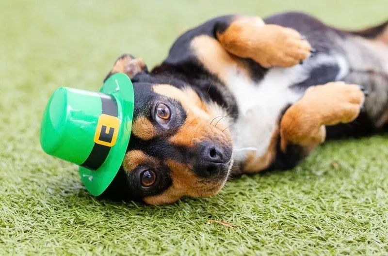 A young small-sized male Brown / Chocolate Mixed Breed dog named Picasso for adoption in Breinigsville, PA