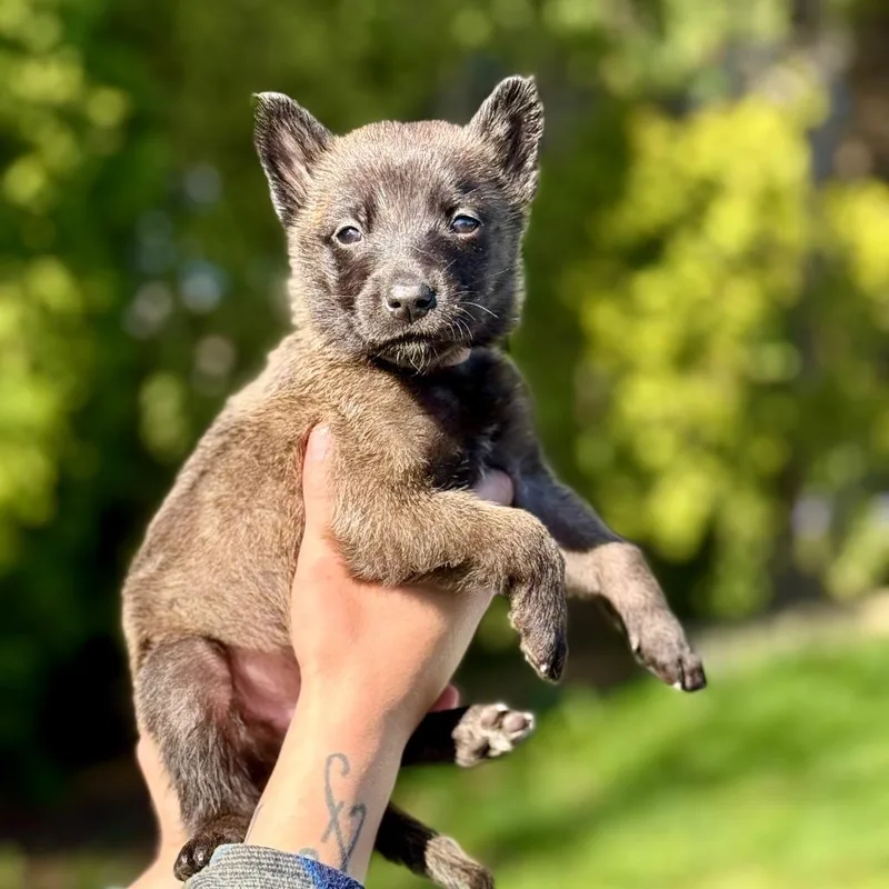 A baby small-sized female Brown / Chocolate Belgian Shepherd / Malinois dog named Gennaro for adoption in Bellingham, WA