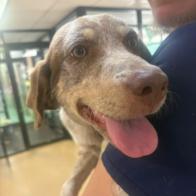 A young small-sized male Mixed Breed dog named Myrtle for adoption in Gadsden, AL